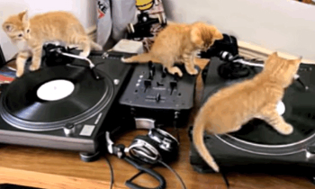 Three Kitten Mix