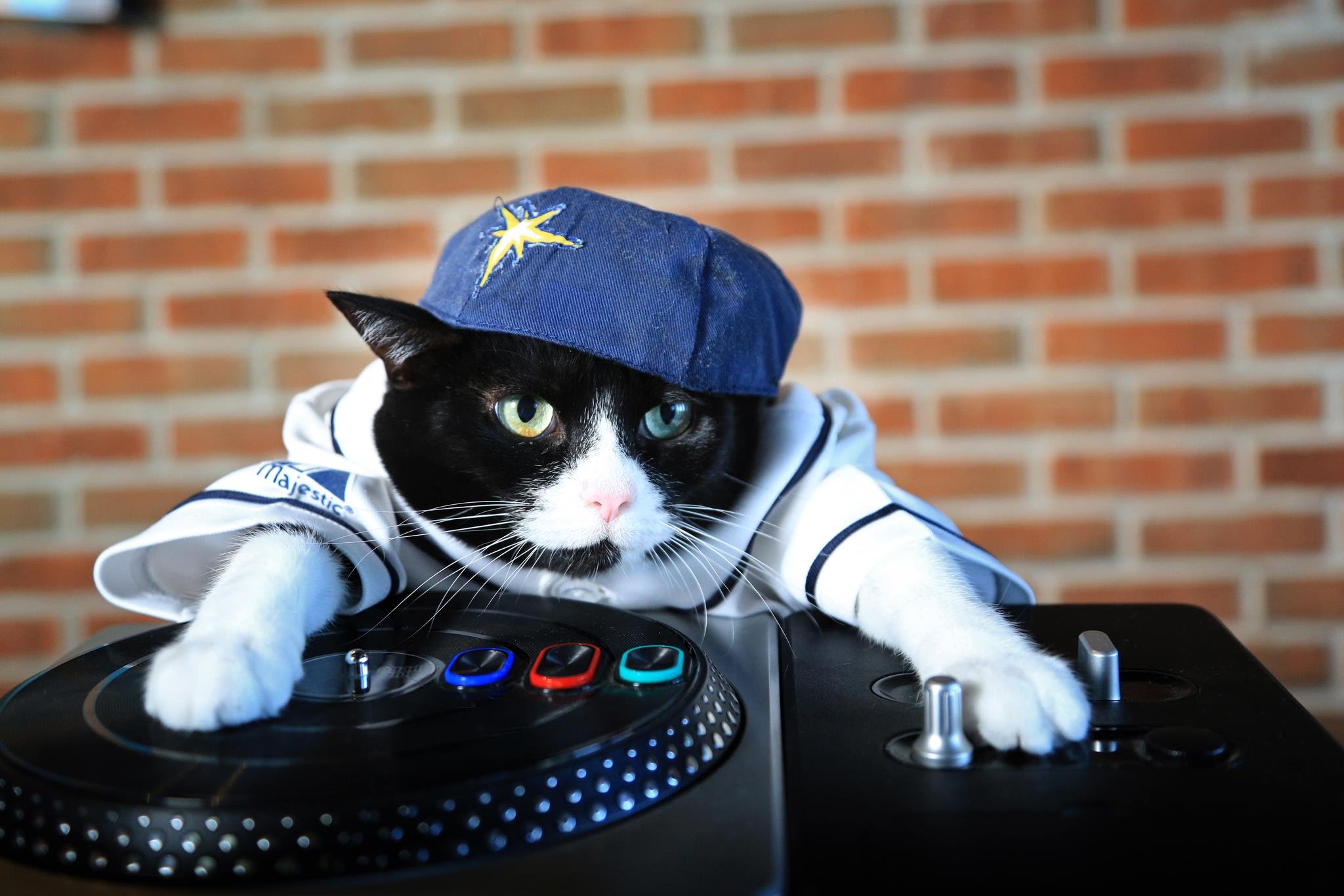 Gangster Cat DJ Wallpaper