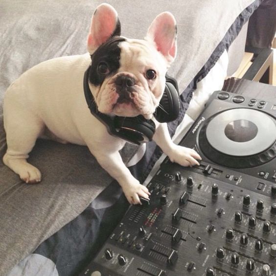 French Bulldog is a DJ