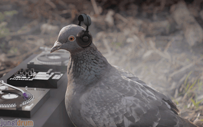 Pigeon DJ