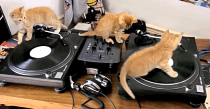 Three Kitten Mix