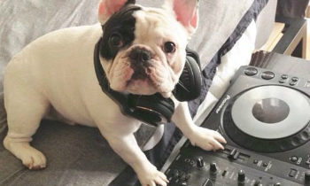 French Bulldog is a DJ