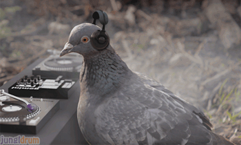 Pigeon DJ